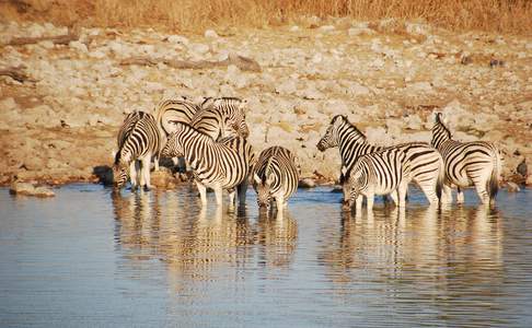 Okaukuejo Camp - Etosha National Park, Namibië
